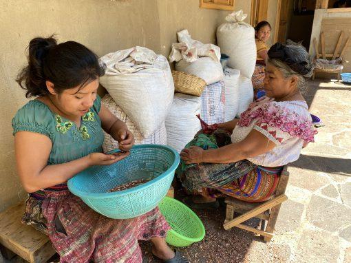 Guatemalan Women Collective processing raw cacao